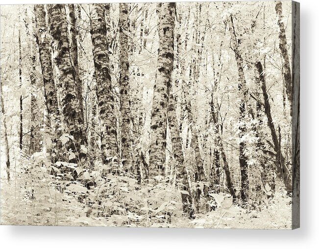 Alder Acrylic Print featuring the photograph Spring Alders by Eggers Photography