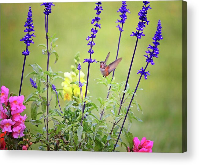 Gardens Acrylic Print featuring the photograph Spring Beauties in the Garden by Lynn Bauer