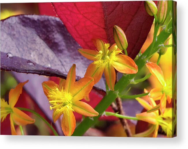 Flower Acrylic Print featuring the photograph Spring Blossoms 2 by Stephen Anderson