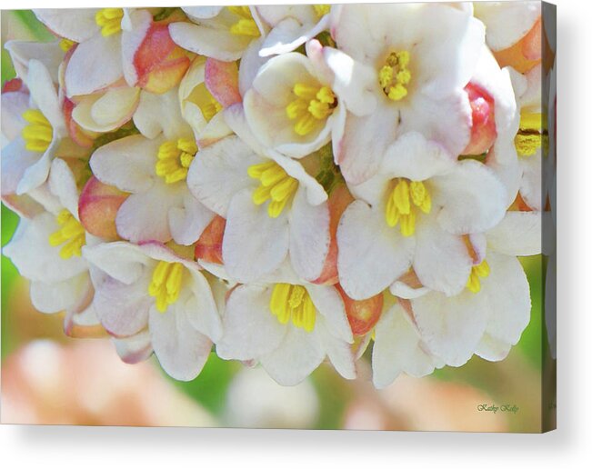 Spring Flowers Acrylic Print featuring the photograph Spring Blossoms by Kathy Kelly