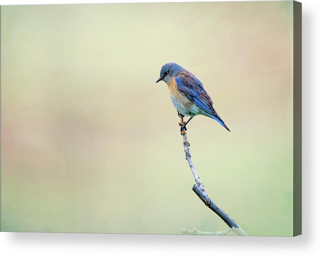 Spring Acrylic Print featuring the photograph Spring Bluebird by Steph Gabler