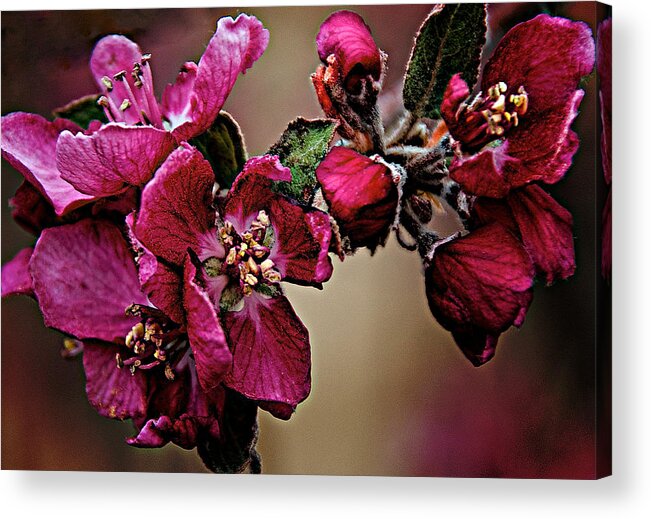  Spring Acrylic Print featuring the digital art Spring by Charles Muhle
