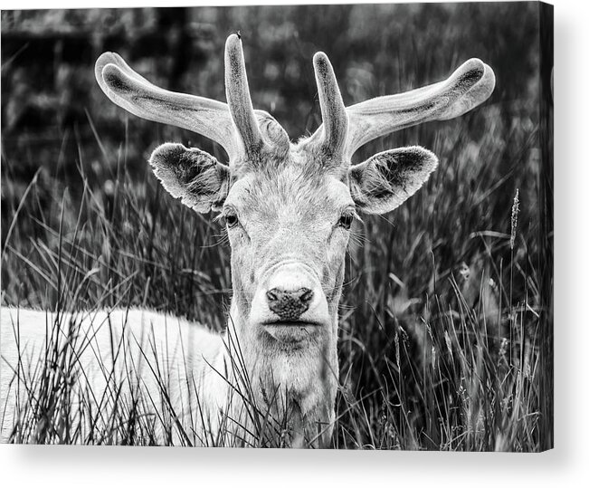 Spring Acrylic Print featuring the photograph Spring Deer by Nick Bywater