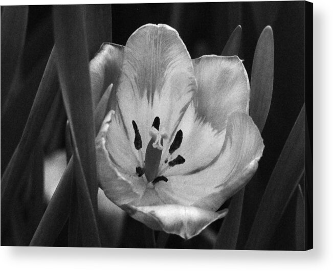 Tulip Acrylic Print featuring the photograph Spring Fever 28 by Pamela Critchlow