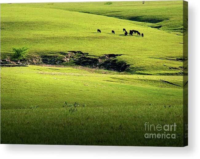Landscape Acrylic Print featuring the photograph Spring Grazing by Fred Lassmann