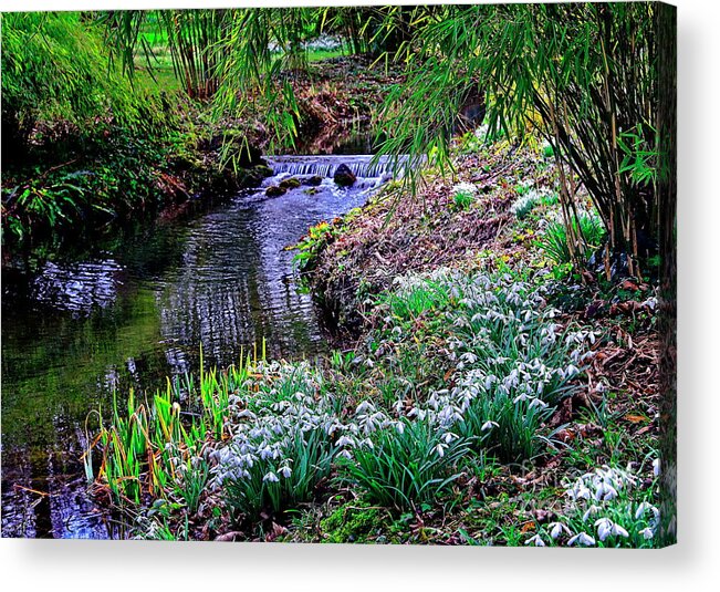Snowdrops Acrylic Print featuring the photograph Spring Snowdrops by Stream by Martyn Arnold