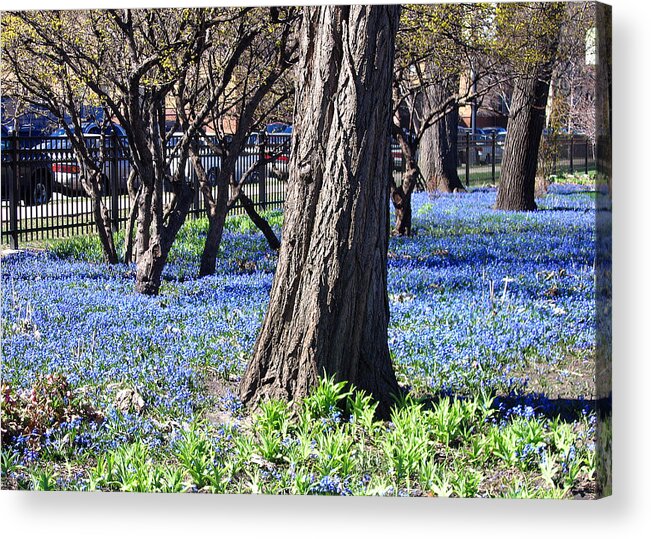 Landscape Acrylic Print featuring the photograph Springtime in the City by Laura Kinker