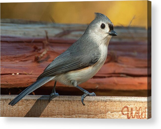 Alexandria Acrylic Print featuring the photograph Springtime Tufted Titmouse by Jim Moore