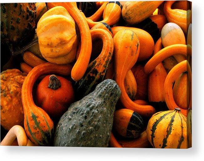 Fine Art Acrylic Print featuring the photograph Squash 2 by Rodney Lee Williams