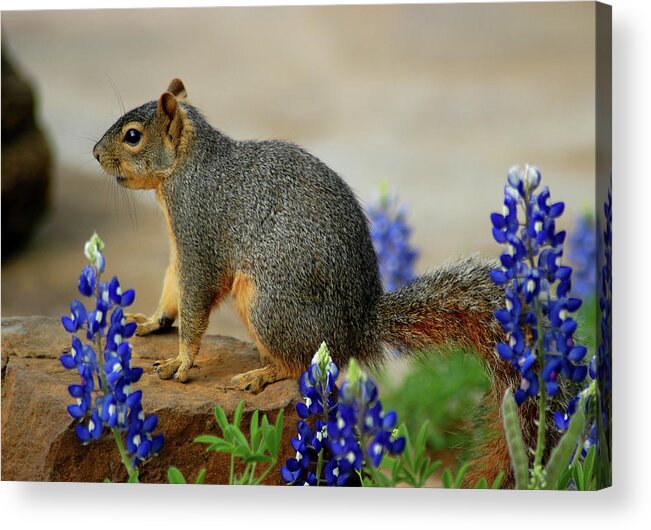 Squirrel Acrylic Print featuring the photograph Squirrel in Texas Bluebonnets by Ted Keller
