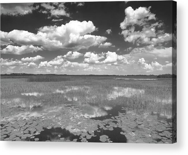 Florida Acrylic Print featuring the photograph St. Mark's Marsh by Bill Chambers