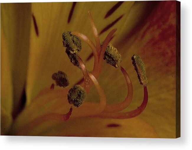 Macro Acrylic Print featuring the photograph Stand Out by Cheryl Day
