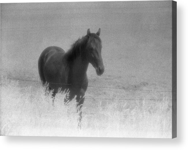 Black And White Acrylic Print featuring the photograph Standing Horse by Lyle Crump