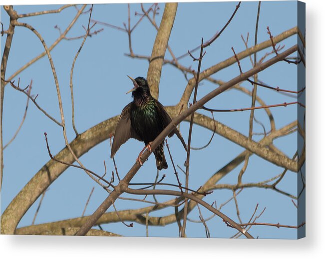 Starling Acrylic Print featuring the photograph Starling Yelling by Holden The Moment
