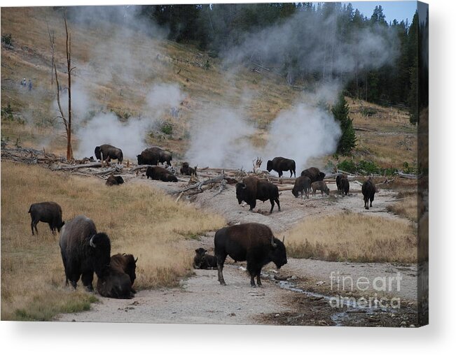 Bison Acrylic Print featuring the photograph Steam Bath by Jim Goodman