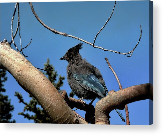 Wildlife Acrylic Print featuring the photograph Steller's Jay by Jim Hill