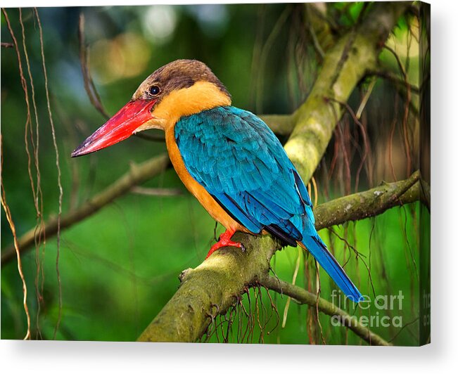 Bird Acrylic Print featuring the photograph Stork-billed kingfisher by Louise Heusinkveld
