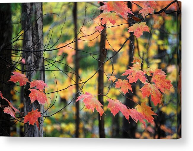 Leaves Acrylic Print featuring the photograph Stringing Up the Colors by Sonja Jones
