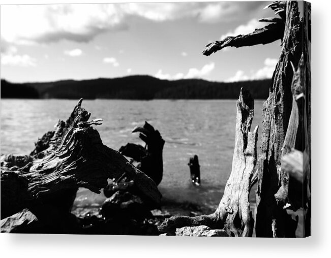 Stump Acrylic Print featuring the photograph Stump Lake by Tom Melo