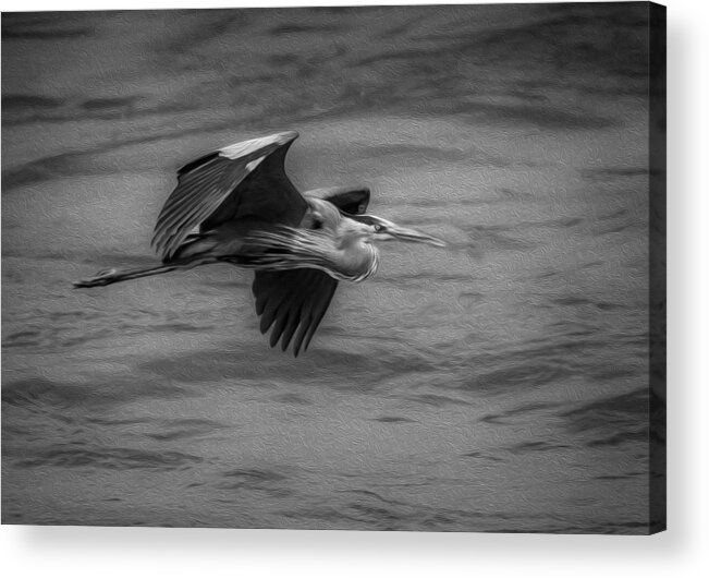 Heron Acrylic Print featuring the photograph Stylized Heron in Flight by Gary E Snyder