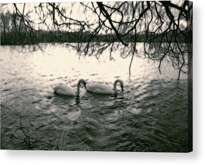 Swans Acrylic Print featuring the photograph Subtle Swans by Julia Raddatz