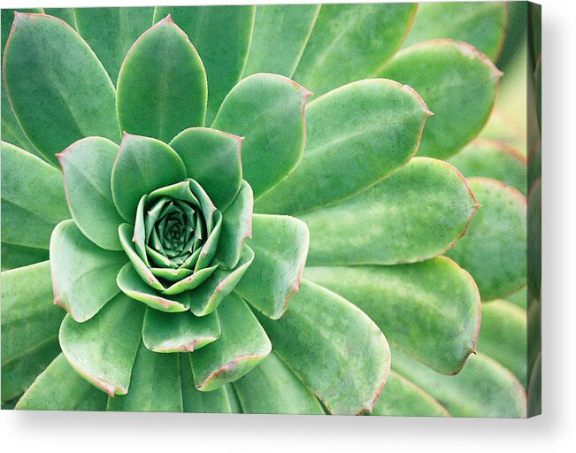 Plants Acrylic Print featuring the photograph Succulents II by Angie Schutt