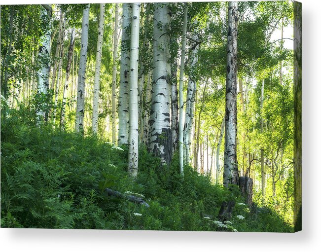 Aspens Acrylic Print featuring the photograph Summer Aspen Forest by Tim Reaves