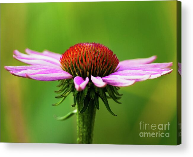 Festblues Acrylic Print featuring the photograph Summer Burst... by Nina Stavlund