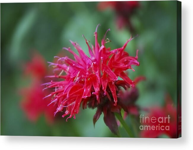 Bee Balm Acrylic Print featuring the photograph Summer Color by Randy Bodkins