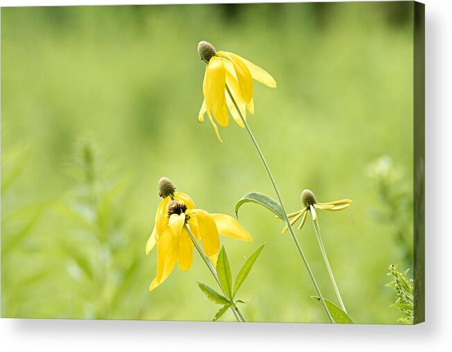 Yellow Mexican Hat Acrylic Print featuring the photograph Summer Flowers by Larry Ricker