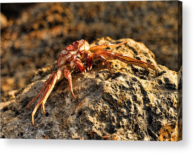 Crab Acrylic Print featuring the photograph Sun-Baked Spider Crab by Brian Governale