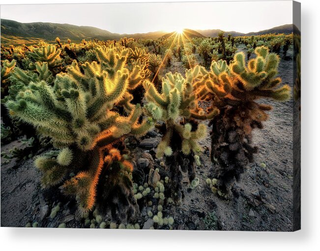 Desert Acrylic Print featuring the photograph Sun Burst by Nicki Frates