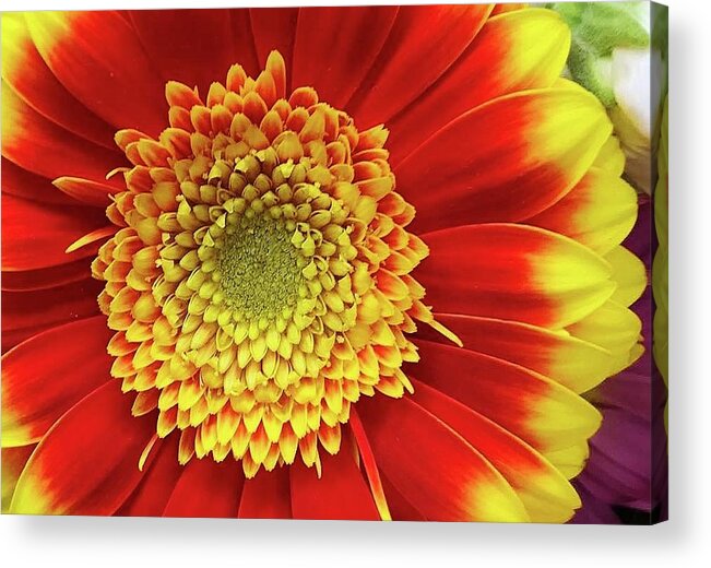 Flora Acrylic Print featuring the photograph Sun Shine in the Mornng by Bruce Bley