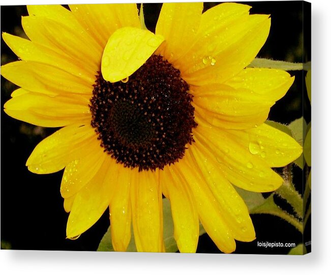 Sunflower Acrylic Print featuring the photograph Sundrops by Lois Lepisto