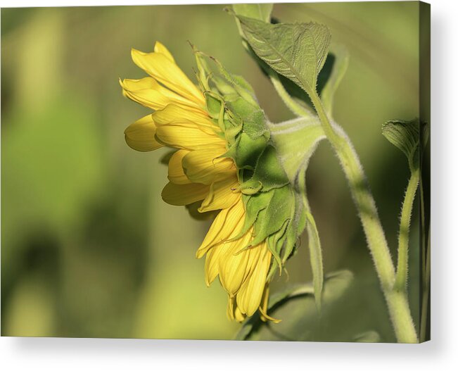 Sunflower Acrylic Print featuring the photograph Sunflower 2016-1 by Thomas Young
