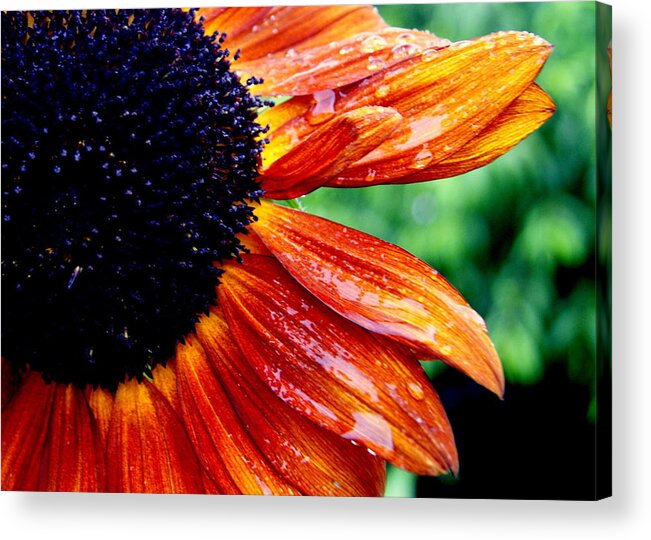 Sunflower Acrylic Print featuring the photograph Sunflower and Raindrops by Beth Collins