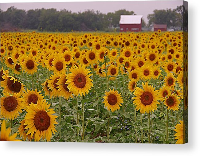 Small Red Barn And Sunflowers Acrylic Print featuring the photograph Sunflower Field One by Karen McKenzie McAdoo