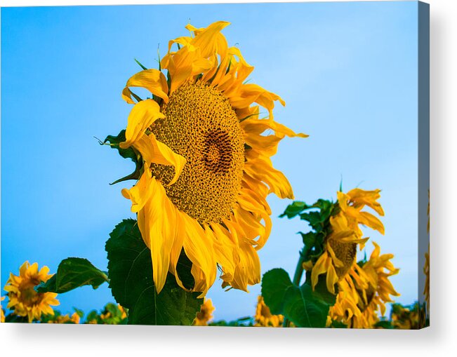 Sunrise Acrylic Print featuring the photograph Sunflower Morning #2 by Mindy Musick King