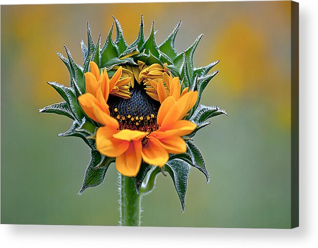 Farm Acrylic Print featuring the photograph Sunflower Opens by Emerald Studio Photography