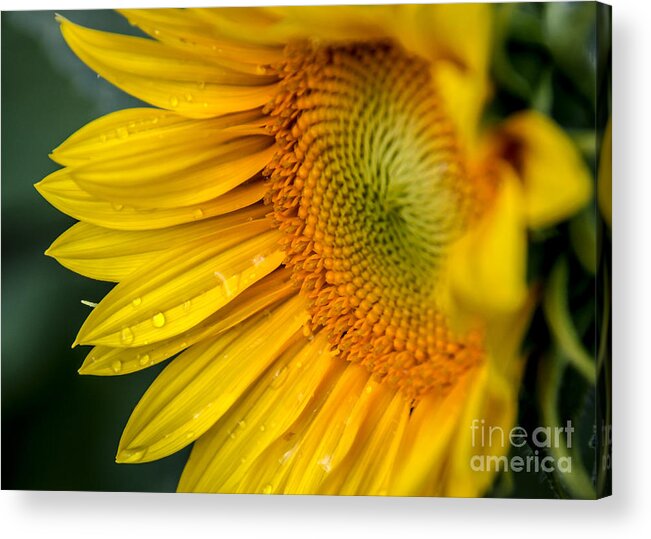 Sunflower Acrylic Print featuring the photograph Sunflower by Viviana Nadowski