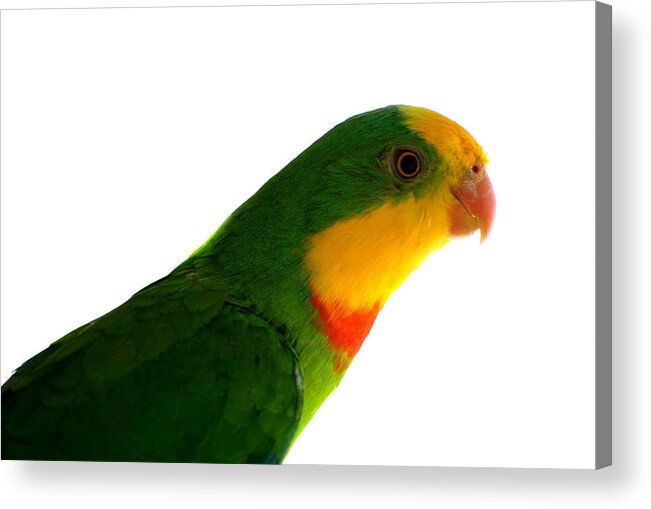  Superb Parrot Acrylic Print featuring the photograph Superb Parrot Polytelis swainsonii by Nathan Abbott