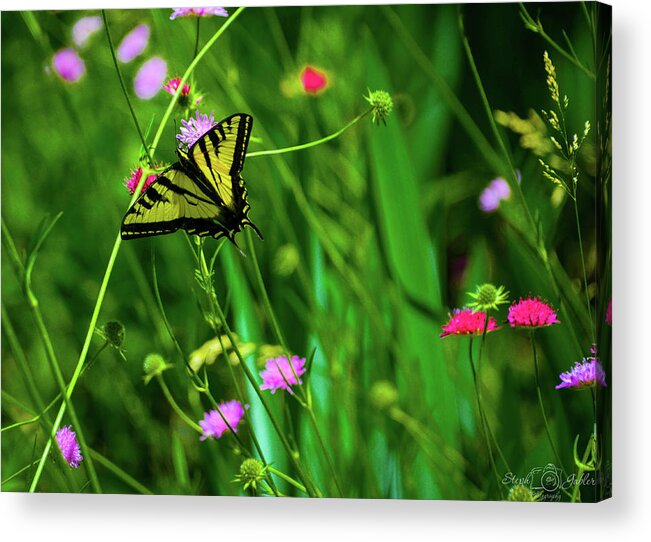 Butterfly Acrylic Print featuring the photograph Swallowtail Butterfly by Steph Gabler