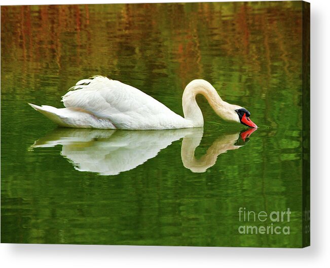 Graceful White Swan Heart Lake Acrylic Print featuring the photograph Swan Heart by Jerry Cowart