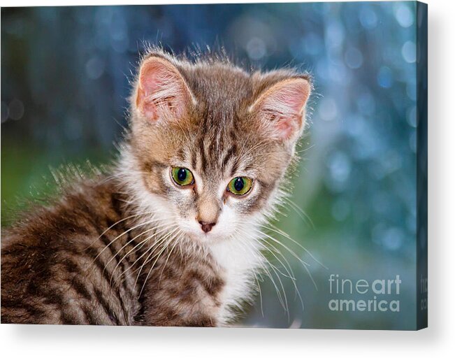 Animal Acrylic Print featuring the photograph Sweet Kitten by Teresa Zieba