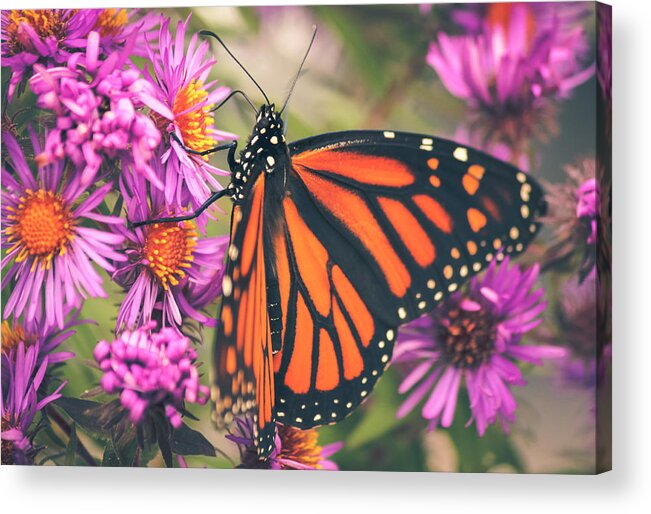 Monarch Butterfly Acrylic Print featuring the photograph Sweet Surrender by Viviana Nadowski