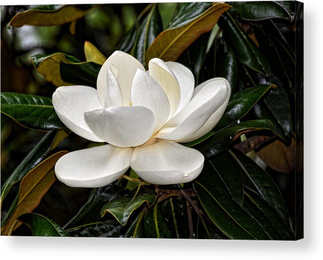 Flower Acrylic Print featuring the photograph Symbol of a Southern Summer by Linda Brown