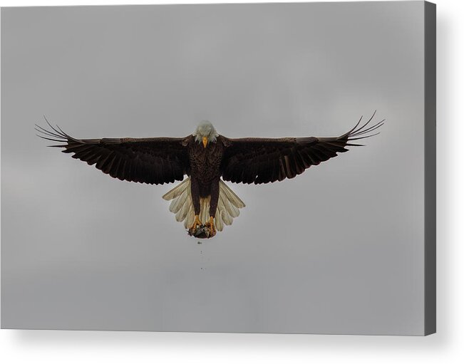Bald Eagle Acrylic Print featuring the photograph Symmetry by Justin Battles
