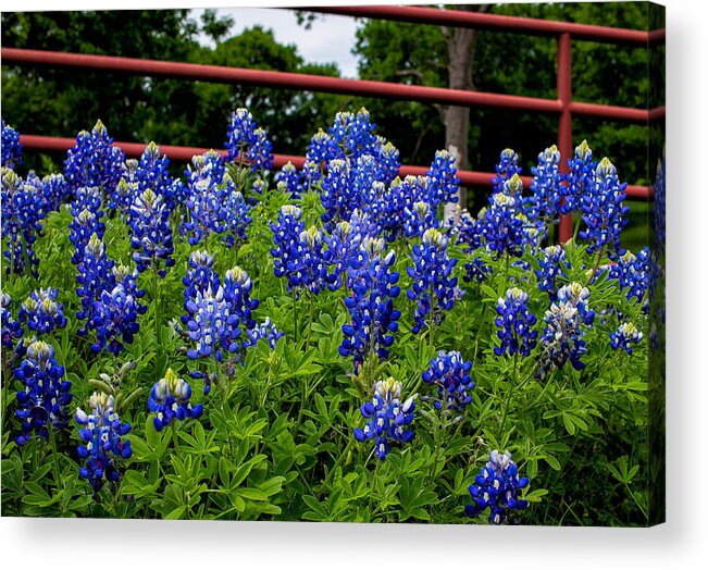 Ennis Acrylic Print featuring the photograph Texas Bluebonnets in Ennis by Robert Bellomy
