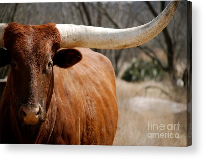 Texas Acrylic Print featuring the photograph Texas longhorn by AK Photography