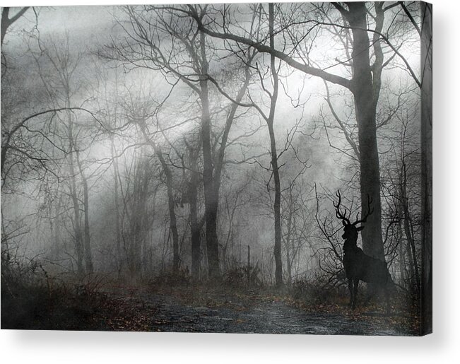 Buck Acrylic Print featuring the photograph The Buck - Hiking Surprise by Andrea Kollo